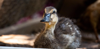 Especialistas logran integrar a una bandada al pato robado del Zoológico de Morelia