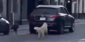 Abandonan a dos perritos y corren tras la camioneta de su dueño