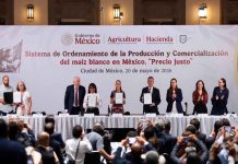 “Que no nos cueste la tortilla”: Sheinbaum busca blindar precio del maíz mexicano