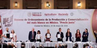 “Que no nos cueste la tortilla”: Sheinbaum busca blindar precio del maíz mexicano