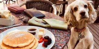 CDMX aprueba reformas para regular acceso de mascotas a comercios