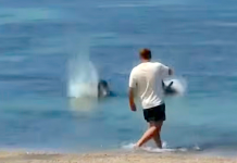#Video || Indignación en Hawái: investigan a un hombre por atacar a una foca monje en peligro de extinción