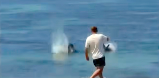 #Video || Indignación en Hawái: investigan a un hombre por atacar a una foca monje en peligro de extinción
