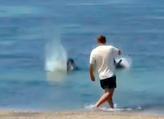 #Video || Indignación en Hawái: investigan a un hombre por atacar a una foca monje en peligro de extinción