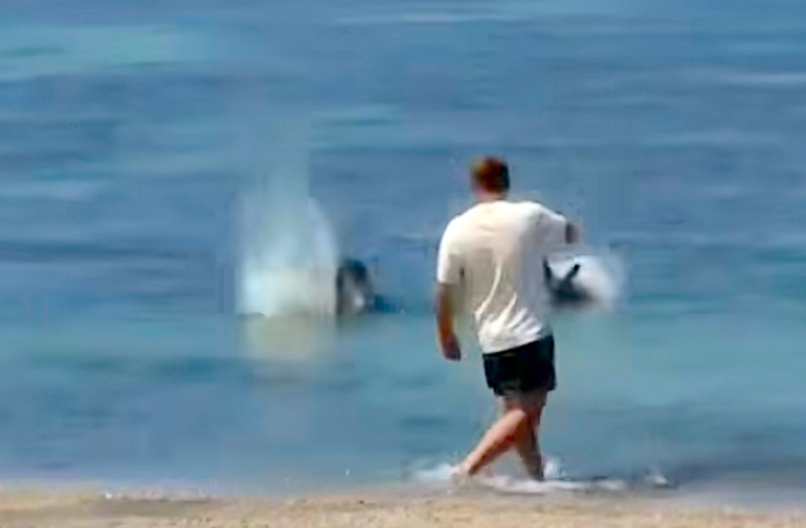 #Video || Indignación en Hawái: investigan a un hombre por atacar a una foca monje en peligro de extinción