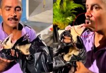 VIDEO | Hombre intenta meterse una zarigüeya a la boca y termina con severa mordida