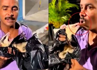 VIDEO | Hombre intenta meterse una zarigüeya a la boca y termina con severa mordida