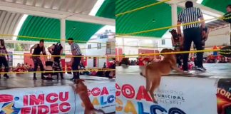 #VIDEO//¡Aplícale la hurracarrana!”: Lomito fan de la lucha libre se vuelve viral