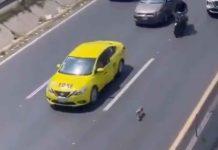 #Video || Perrito perdido ocasiona caos en avenida de Querétaro; automovilistas frenan para rescatarlo