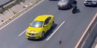 #Video || Perrito perdido ocasiona caos en avenida de Querétaro; automovilistas frenan para rescatarlo