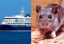 Crucero con hantavirus: Confirman nuevos contagios tras el regreso de los turistas a sus países