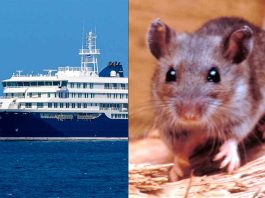 Crucero con hantavirus: Confirman nuevos contagios tras el regreso de los turistas a sus países