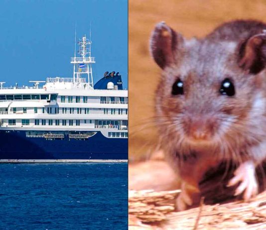 Crucero con hantavirus: Confirman nuevos contagios tras el regreso de los turistas a sus países