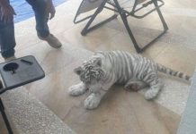 Hallan cachorro de tigre deambulando en calles de Tlajomulco