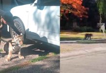 #VIDEO En Zapopan, un tigre fue visto deambulando por las calles del fraccionamiento Valle Real.