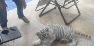 Hallan cachorro de tigre deambulando en calles de Tlajomulco