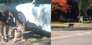#VIDEO En Zapopan, un tigre fue visto deambulando por las calles del fraccionamiento Valle Real.
