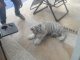 Hallan cachorro de tigre deambulando en calles de Tlajomulco
