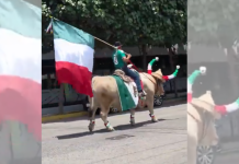 #VIDEO // Entre la celebración y lo insólito: captan momento viral con un toro en México