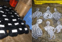 Procesan a dos personas tras hallazgo de pulpo maya ilegal