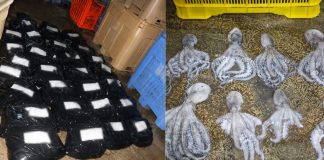 Procesan a dos personas tras hallazgo de pulpo maya ilegal