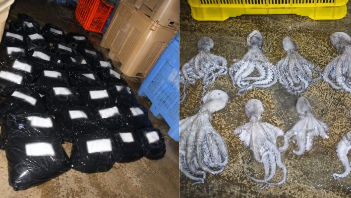Procesan a dos personas tras hallazgo de pulpo maya ilegal en Yucatán