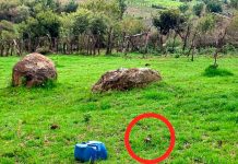 Aseguran artefacto explosivo improvisado en Tangamandapio