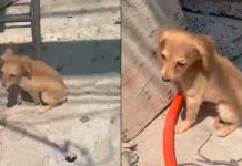 #VIDEO // Captan el terror de un cachorro tras ser agredido por un sujeto en Ecatepec