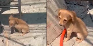 #VIDEO // Captan el terror de un cachorro tras ser agredido por un sujeto en Ecatepec
