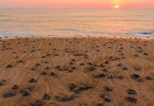 Día Mundial de la Tortuga Marina: Conoce las 5 playas de Michoacán donde anidan las tortugas marinas