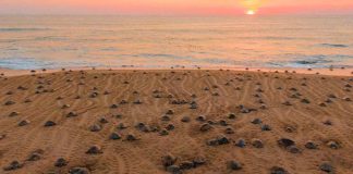 Día Mundial de la Tortuga Marina: Conoce las 5 playas de Michoacán donde anidan las tortugas marinas
