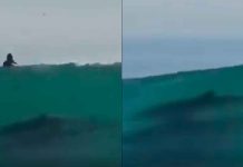 #VIDEO // Delfines sorprenden y surfean junto a atletas en torneo de Ixtapa Zihuatanejo