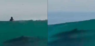 #VIDEO // Delfines sorprenden y surfean junto a atletas en torneo de Ixtapa Zihuatanejo