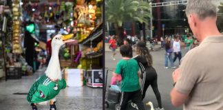 #VIDEO // Se llama Merlín y conquistó a miles: la historia del pato viral del Mundial 2026 tal