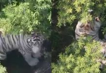 #VIDEO // Fuga de tigre blanco pone en alerta al Edomex; termina tras intenso operativo