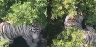 #VIDEO // Fuga de tigre blanco pone en alerta al Edomex; termina tras intenso operativo
