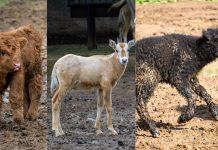 Crece la familia del Zoológico de Morelia: registran exitosa temporada de reproducciones