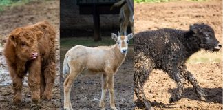 Crece la familia del Zoológico de Morelia: registran exitosa temporada de reproducciones