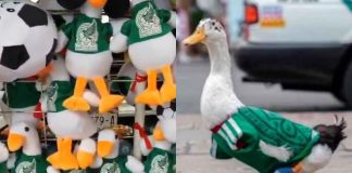 #VIDEO // Fiebre mundialista inesperada: el “Pato Merlín” gana protagonismo entre aficionados y comerciantes