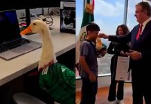 #VIDEO // Marcelo Ebrard y el IMPI avalan el inicio de registro de marca para el “pato Merlín”