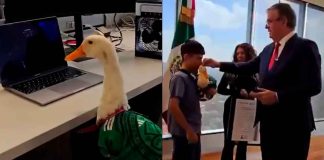 #VIDEO // Marcelo Ebrard y el IMPI avalan el inicio de registro de marca para el “pato Merlín”