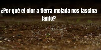 ¿Por qué el olor a tierra mojada nos fascina tanto? La razón evolutiva de por qué amamos el “olor a lluvia”