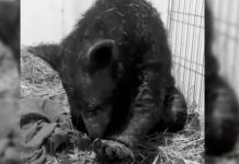 Fallece la osa Mina tras 9 meses de rescate en Hidalgo; zoológico previo impugna sanciones por maltrato