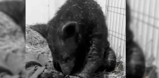 Fallece la osa Mina tras 9 meses de rescate en Hidalgo; zoológico previo impugna sanciones por maltrato