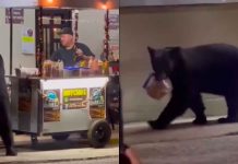 #VIDEO // ¡Se llevó la cena! Oso sorprende a vendedor de negocio de hot dogs en Santiago, Nuevo León