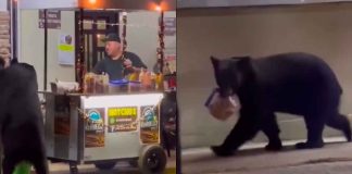 #VIDEO // ¡Se llevó la cena! Oso sorprende a vendedor de negocio de hot dogs en Santiago, Nuevo León