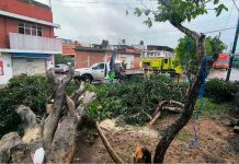 Lluvias causan encharcamientos y caída de árbol en Morelia; autoridades en alerta