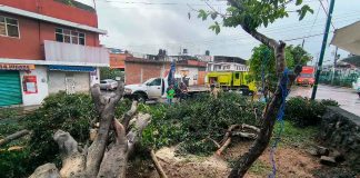 Lluvias causan encharcamientos y caída de árbol en Morelia; autoridades en alerta