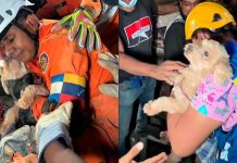#VIDEO // El milagro de Giselle: Perrita es rescatada de los escombros y agradece a besos a su rescatista