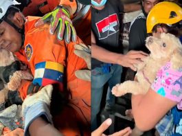 #VIDEO // El milagro de Giselle: Perrita es rescatada de los escombros y agradece a besos a su rescatista